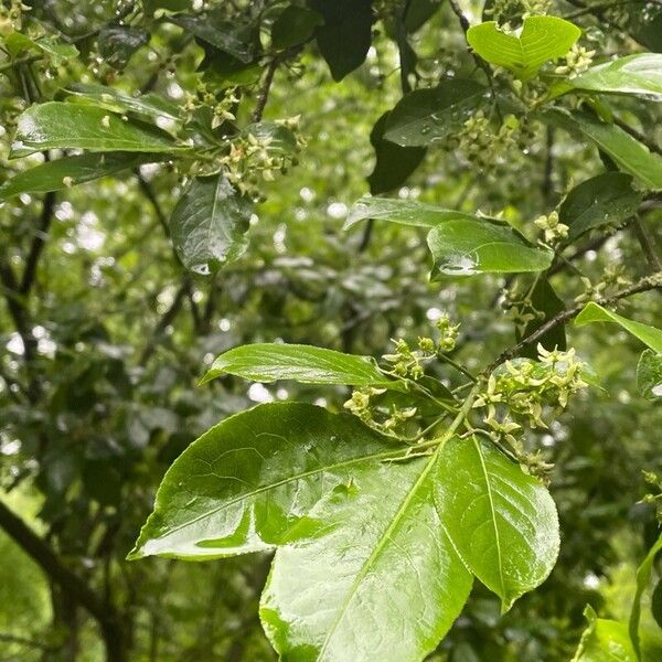 Euonymus atropurpureus Folla