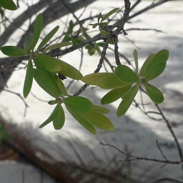 Pemphis acidula Leaf