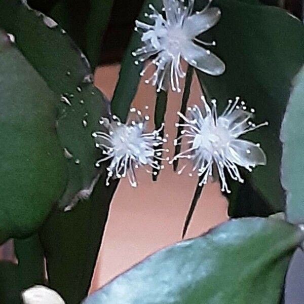 Rhipsalis elliptica പുഷ്പം