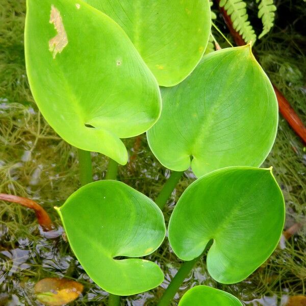 Caldesia parnassifolia Leaf