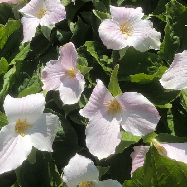 Trillium grandiflorum Flower