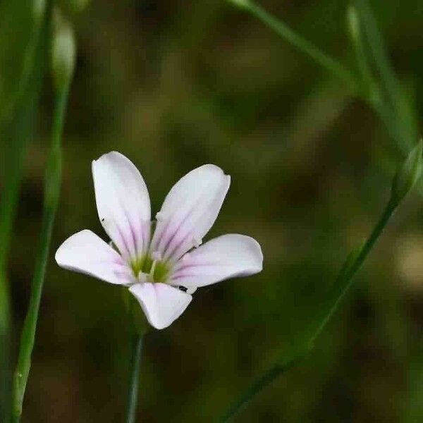 Petrorhagia saxifraga Blüte