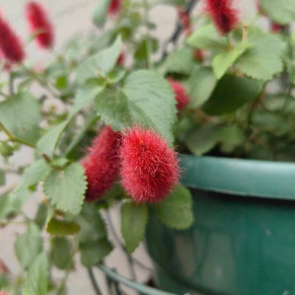 Acalypha hispida Fleur