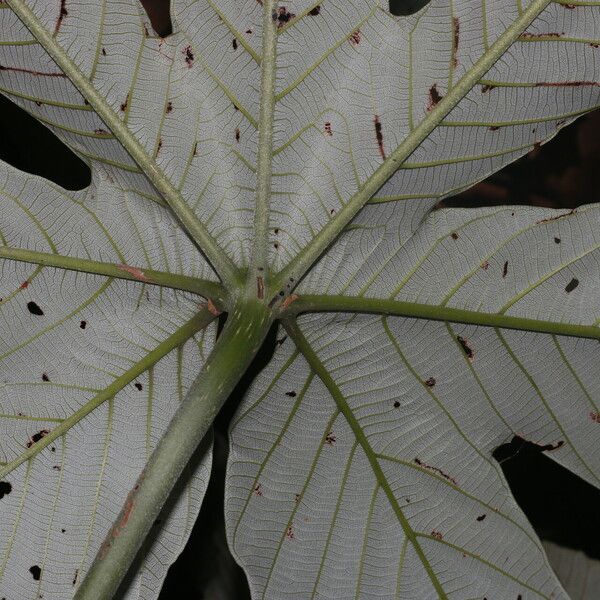 Pourouma bicolor Blad