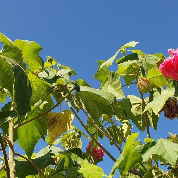 Hibiscus mutabilis Folla