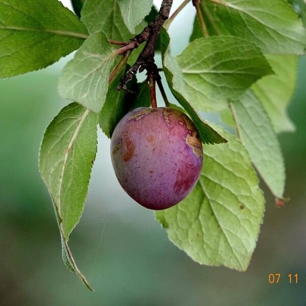 Prunus domestica 果實