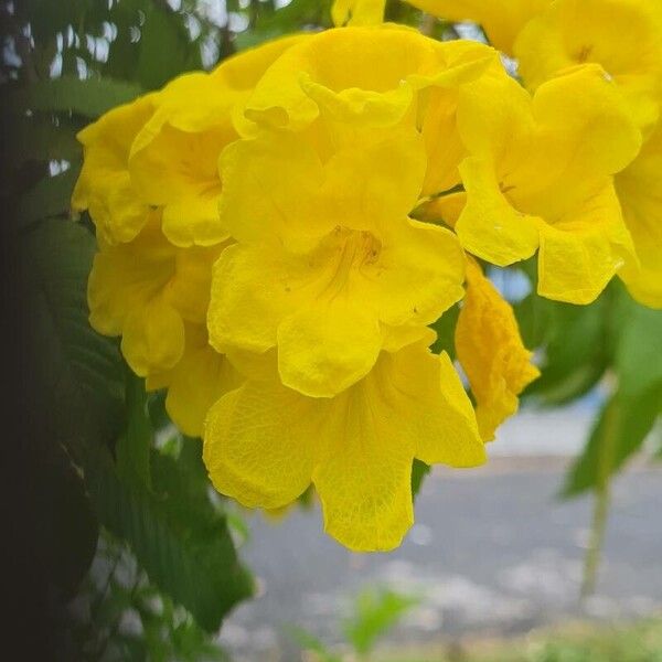 Tecoma stans Flower