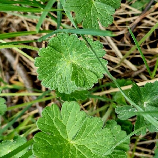 Geranium pyrenaicum Leaf