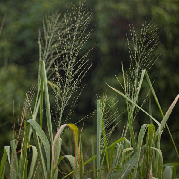 Megathyrsus maximus Flors