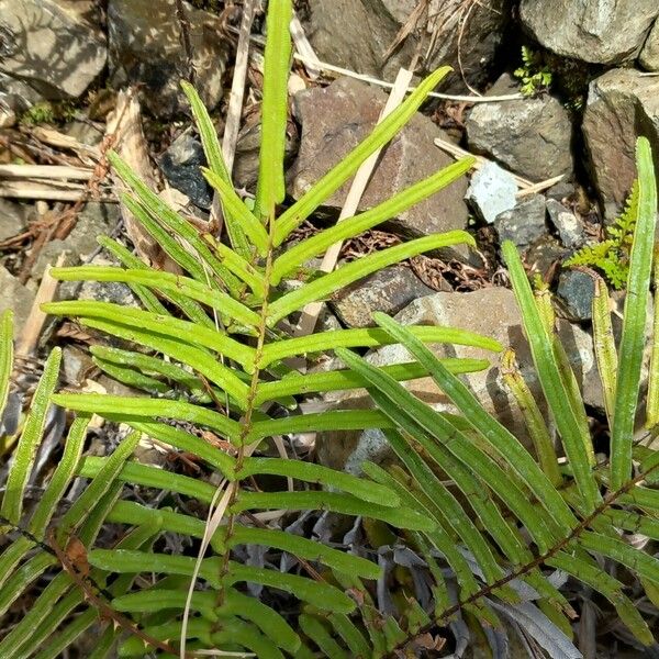 Pteris vittata 葉