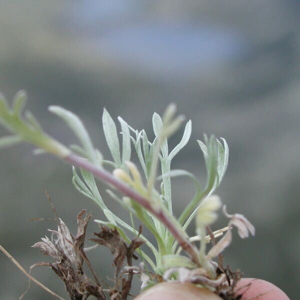 Artemisia umbelliformis Leaf