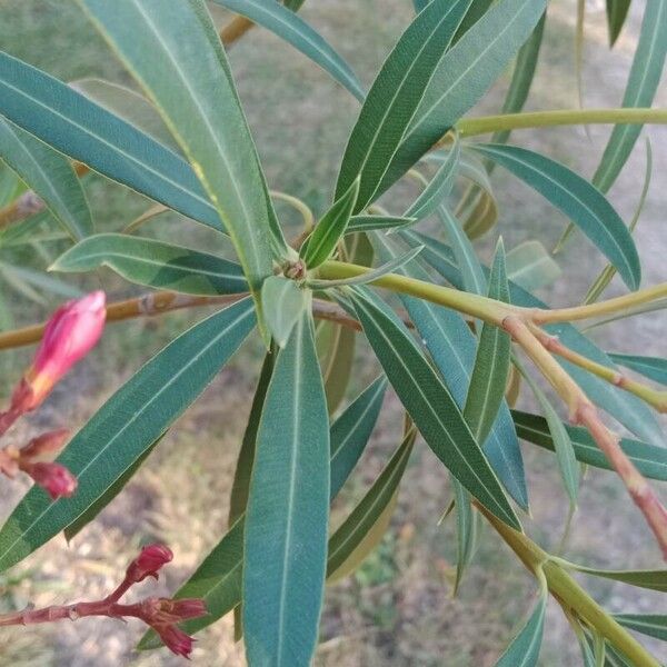 Nerium oleander 葉