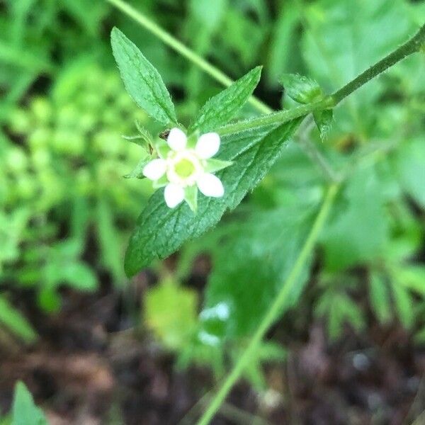 Geum laciniatum 花