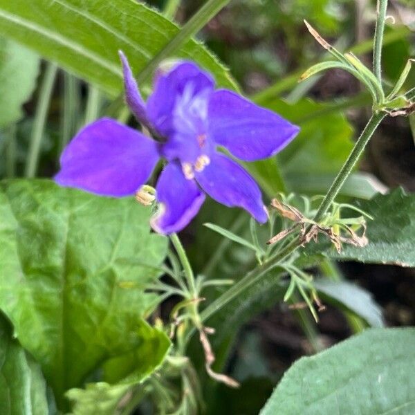 Delphinium consolida Kwiat