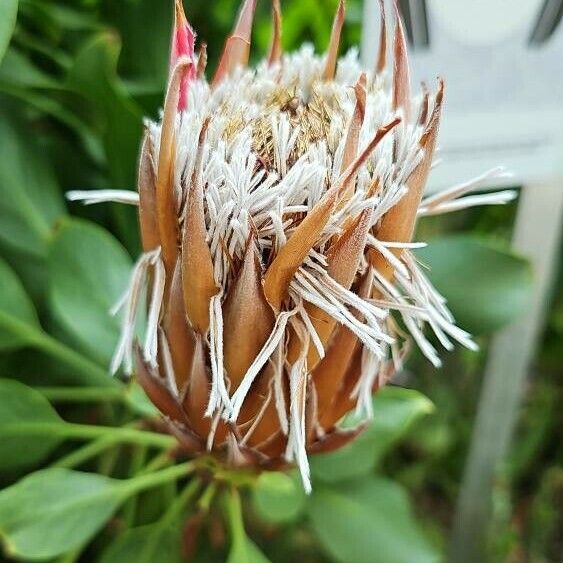 Protea cynaroides Flors