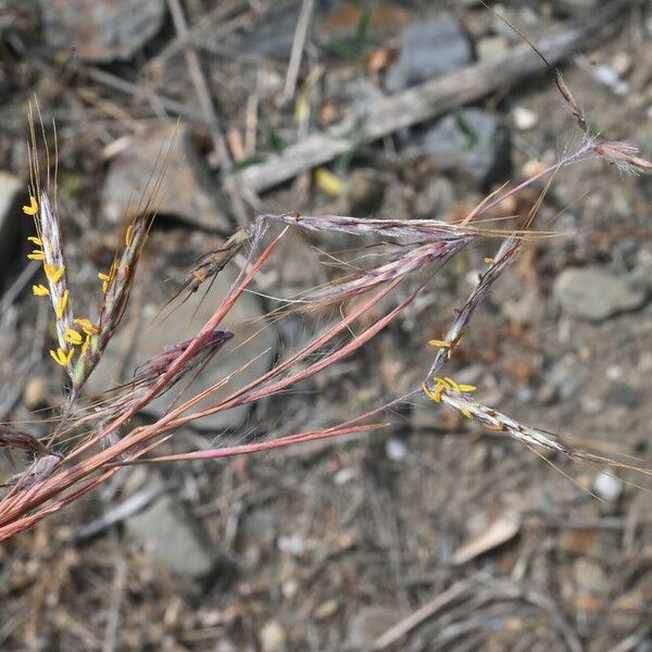 Hyparrhenia hirta 花