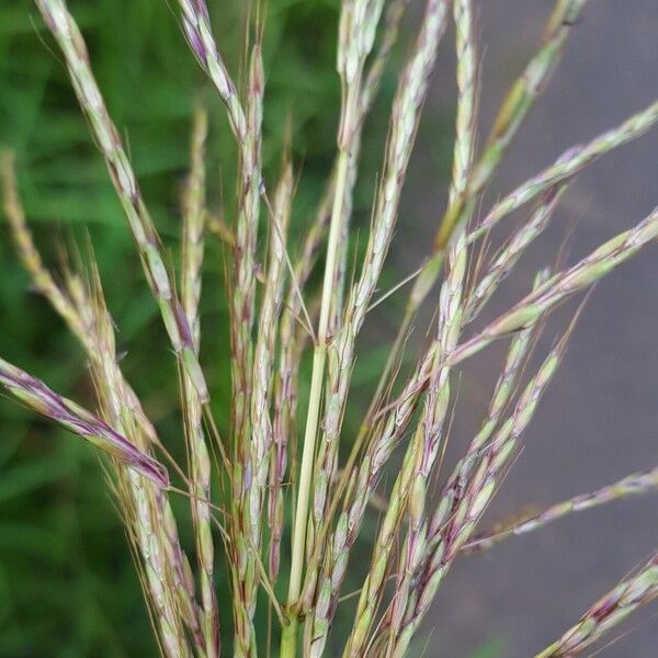 Bothriochloa bladhii Kukka