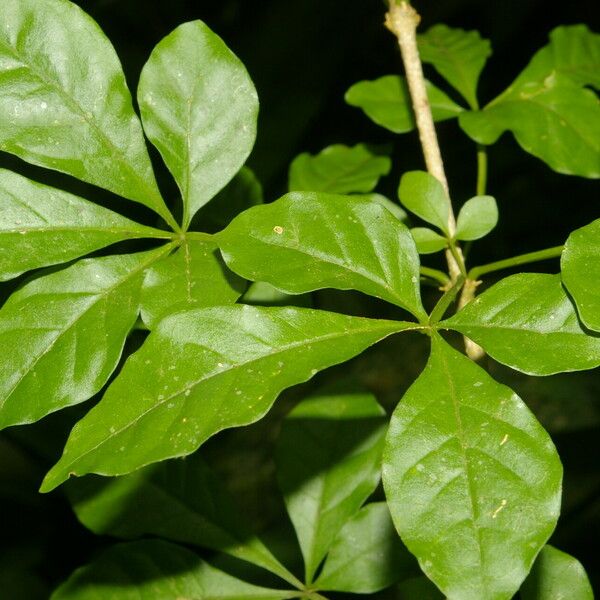 Parmentiera valerii Leaf