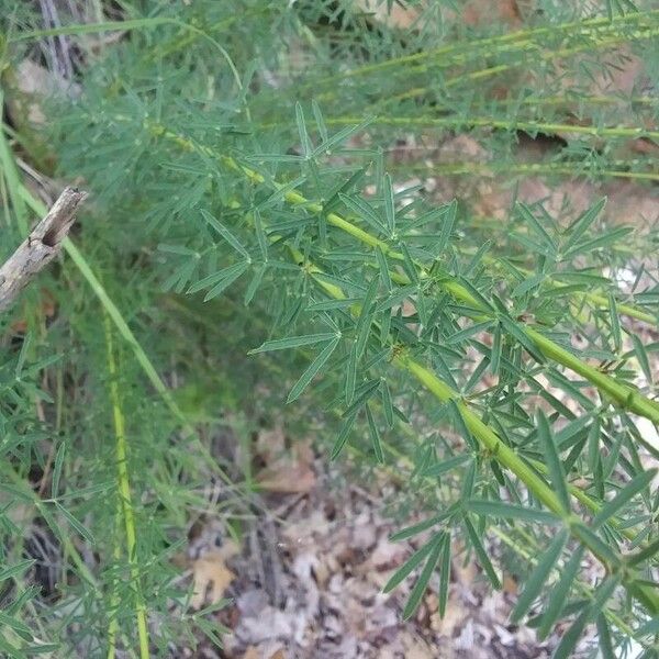 Dalea purpurea Levél