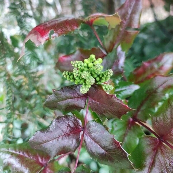 Berberis aquifolium Levél