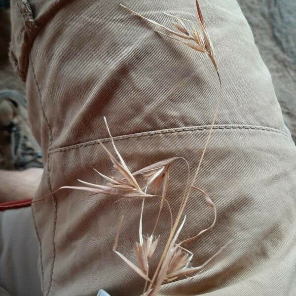 Themeda triandra ഇല