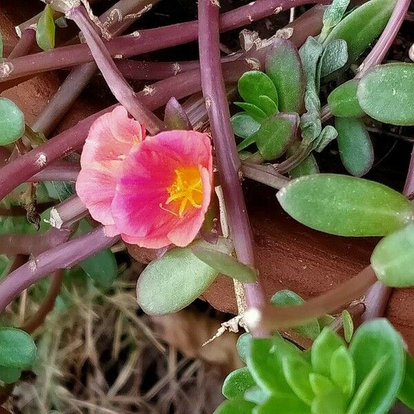 Portulaca umbraticola Blüte