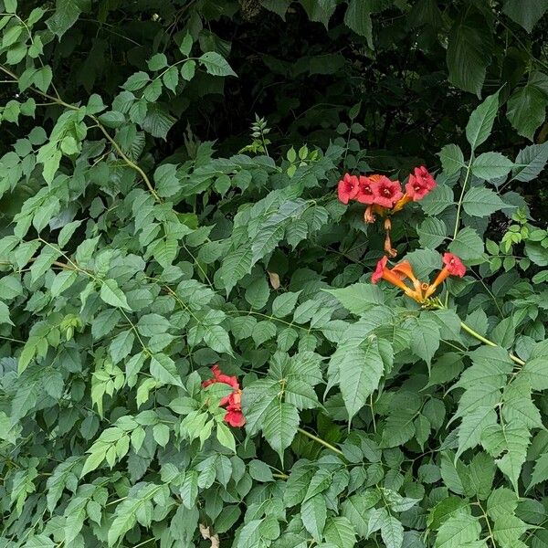 Campsis radicans Habitus