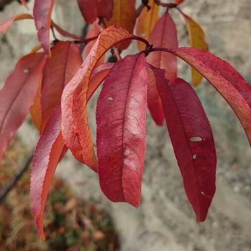 Prunus persica Leaf