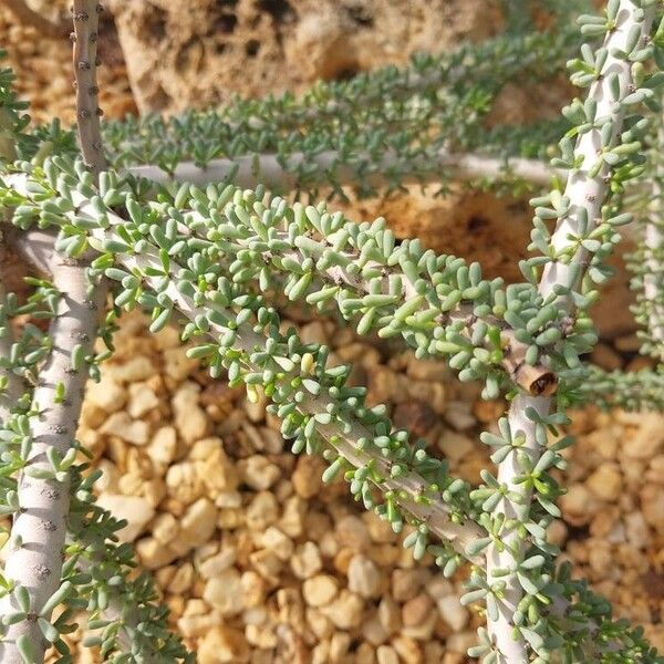 Portulacaria namaquensis Leaf