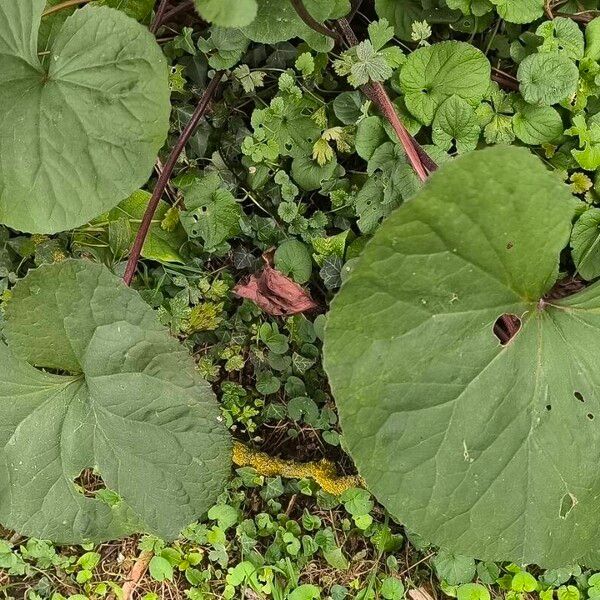 Ligularia dentata Leaf