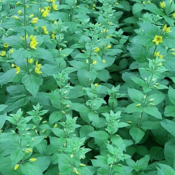 Lysimachia punctata Costuma