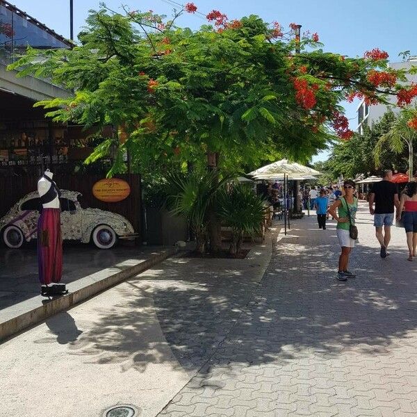 Delonix regia Hábito