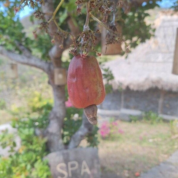 Anacardium occidentale Frucht