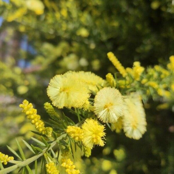 Acacia mearnsii Kwiat