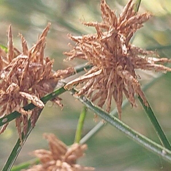 Cyperus papyrus Fruct