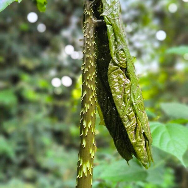 Anchomanes difformis Deilen