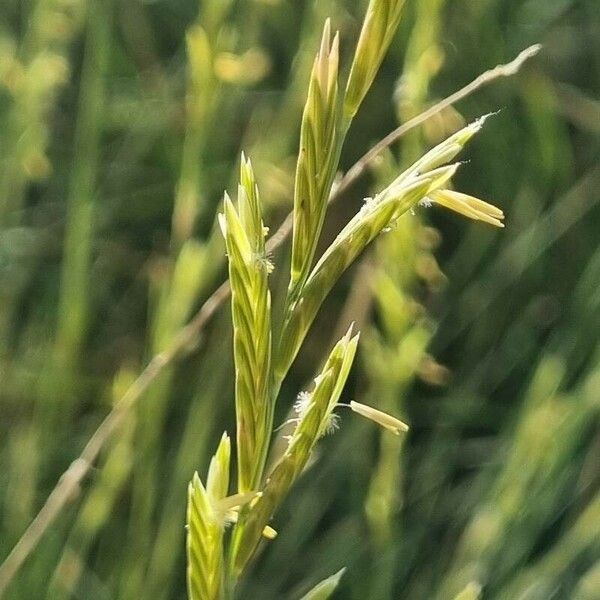 Brachypodium phoenicoides Кветка