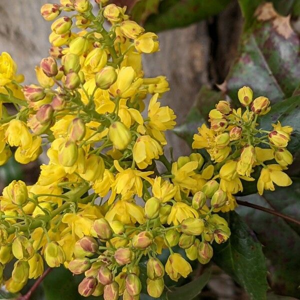 Berberis aquifolium Цветок