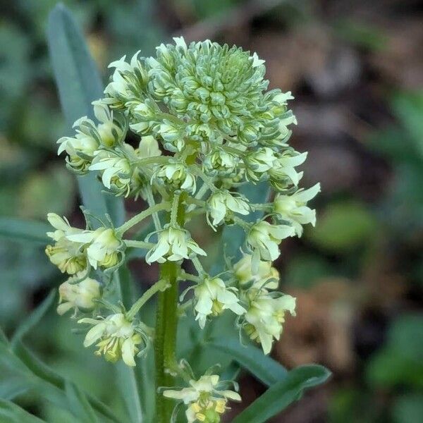 Reseda lutea Flower