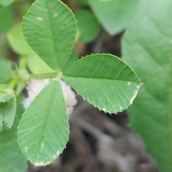 Trifolium tomentosum Folha