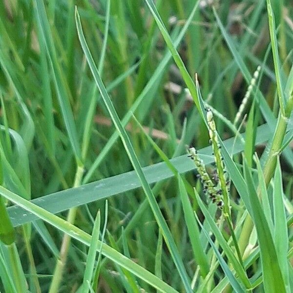 Paspalum distichum Květ