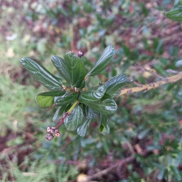 Ceanothus thyrsiflorus Blad