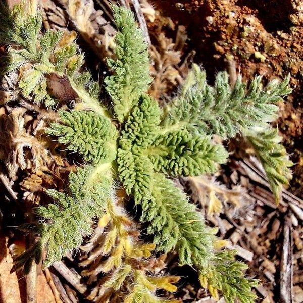 Lomelosia argentea Лист