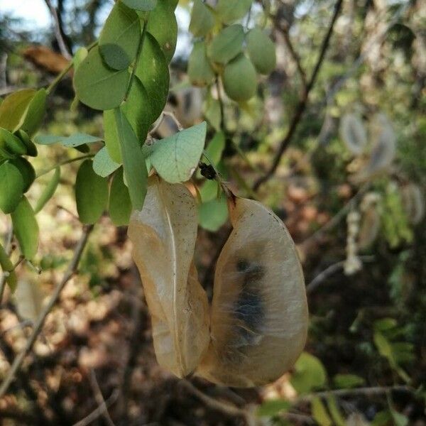 Colutea arborescens Fruit