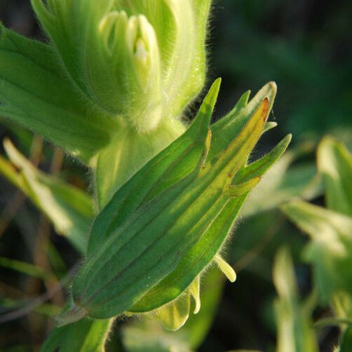 Castilleja cusickii Flower