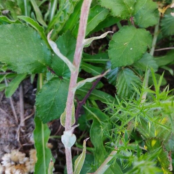 Helichrysum foetidum Leaf