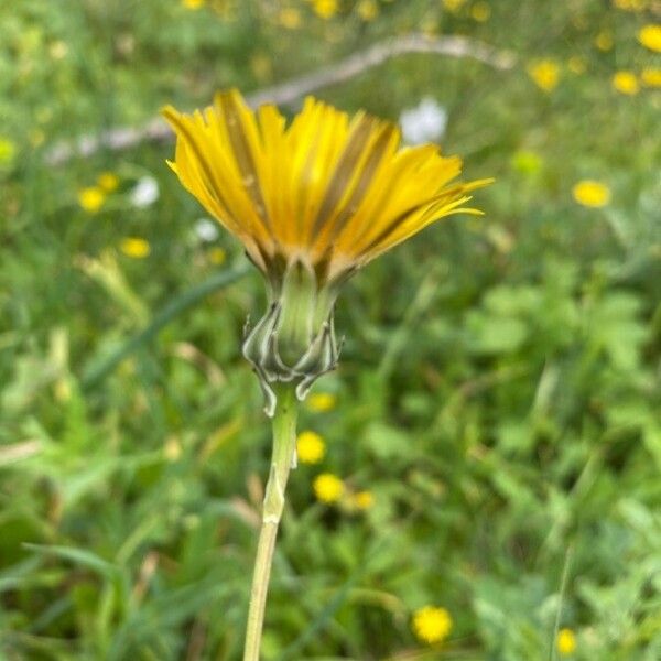 Sonchus maritimus 花