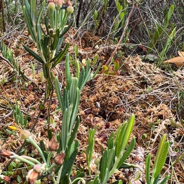 Andromeda polifolia Листок