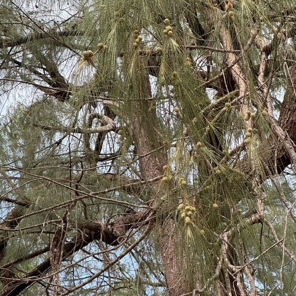 Casuarina cunninghamiana Liść