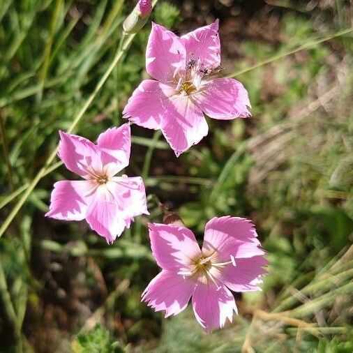 Dianthus sylvestris Õis